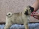 Carlin chiots à vendre