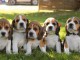 SUPERBE CHIOTS BEAGLE DISPONIBLE DE SUITE 