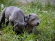 Pit-bull terrier américain chiots