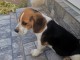 Beagle chiots à vendre