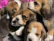 SUPERBE CHIOTS BEAGLE DISPONIBLE DE SUITE 