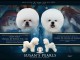 Bichon Frisé chiot à vendre