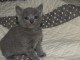 jolis chatons chartreux a donner