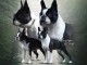 Boston Terrier chiots à vendre