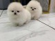 Magnifique chiots Spitz Poméranie