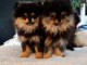 Magnifique chiots Spitz Poméranie