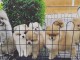 Magnifique chiots Spitz Poméranie
