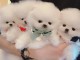 Magnifique chiots Spitz Poméranie