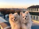 Magnifique chiots Spitz Poméranie