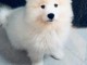 Chiots samoyede pedigré a donner