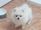 Chiots Spitz allemand nain a donner