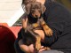 Magnifique chiots dobermann a donner