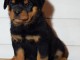 A donner chiot rottweiler lof