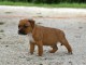 Chiots Staffordshire Bull Terrier