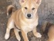 Shiba Inu chiots à vendre