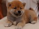 Shiba Inu chiots à vendre