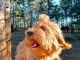 Bichon Havanais mâle disponible pour la reproduction