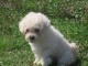 magnifique chiots bichons fraise à adopter