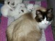 Disponible de suite pour adoption chatons ragdoll