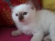 Disponible de suite pour adoption chatons ragdoll