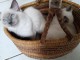 Disponible de suite pour adoption chatons ragdoll