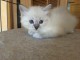 Disponible de suite pour adoption chatons ragdoll