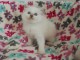 Disponible de suite pour adoption chatons ragdoll