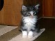 Donne petits chatons Norvegien de 3 mois