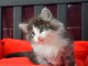 Donne petits chatons Norvegien de 3 mois