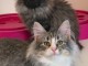 Donne petits chatons Norvegien de 3 mois