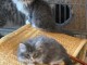 Donne petits chatons Norvegien de 3 mois