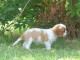 Chiots Cavalier King Charles