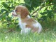 Chiots Cavalier King Charles