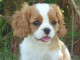 Chiots Cavalier King Charles