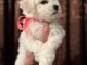 Bichon Frisé chiots à vendre