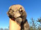 Spitz de Poméranie chiots