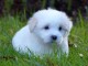 chiot Coton de Tulear à donner