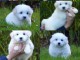 chiot Coton de Tulear a donner