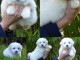 chiot Coton de Tulear a donner