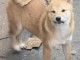Shiba Inu chiots à vendre