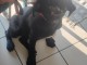 Chienne cane corso de 6 mois 