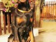 Doberman chiot à vendre