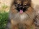 Adopté chiot spitz allemand femelle