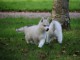 A donner chiot husky siberian femelle/mâle