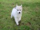 A donner chiot husky siberian femelle/mâle