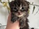 Chatons Maine coon mâle et femelle black silver 