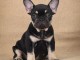 Bulldog français Chiots exotiques