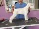 Schnauzer blanc nain beaux chiots