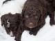 Chien d