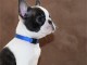 Boston Terrier chiots à vendre